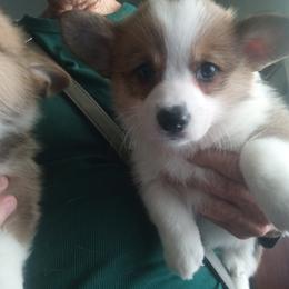 Pembroke Welsh Corgi Puppies from Jenny Barrett