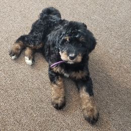 Bernedoodle and Shih Tzu Puppies from Route 66 Poodles & Doodles, Sapphire Shih-tzu's of Ohio