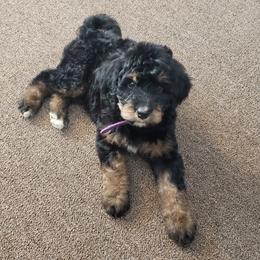 Bernedoodle and Shih Tzu Puppies from Route 66 Poodles & Doodles, Sapphire Shih-tzu's of Ohio