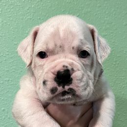 Boxer Puppies from Von Royal Dell’Infinite