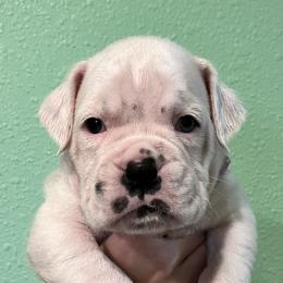 Boxer Puppies from Von Royal Dell’Infinite