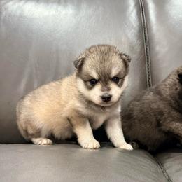 Frankie - Wolf sable male Pomsky puppy in Doon, Iowa from Luxury Pomsky