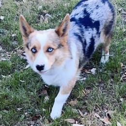 Pembroke Welsh Corgis from C3 Kennels - Corgi