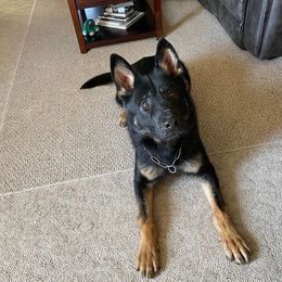 Eros - German Shepherd
