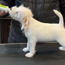 Doberman Pinscher and Parson Russell Terrier Puppies from Saddles Ridge PRT's
