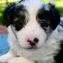 Sasa - Blue merle female Miniature American Shepherd puppy in Damascus, Oregon from Rebel Soul Minis