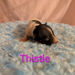 Thistle - White and black female American Hairless Terrier puppy in Phoenix, Arizona from Bare Valley