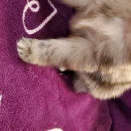 Pomeranian Puppies from Pampered Pomeranians