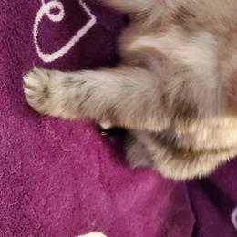 Pomeranian Puppies from Pampered Pomeranians