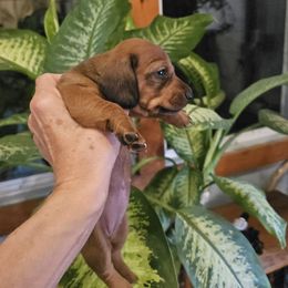 Ruth - Sable female Dachshund puppy in Carrollton, Virginia from Elena's Miniature Dachshunds