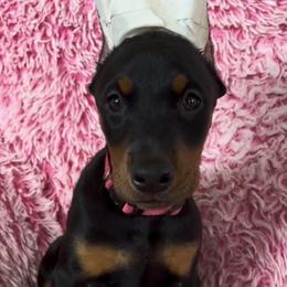 Girl 2 - Black and rust female Doberman Pinscher puppy in Centralia, Missouri from TopSpots Farm