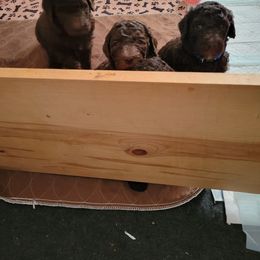 Poodle Puppies from Coco Puffs Poodles