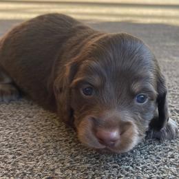 Lil Bobby - Chocolate and cream male Dachshund puppy in Jackson, Tennessee from Cashmere Crown Mini Dachshunds