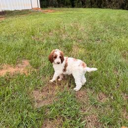 Knox - Parti male Poodle puppy in Osyka, Mississippi from Southern Sunshine Standards
