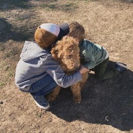 Bernedoodle Puppies from Bruce and Emma Doodles