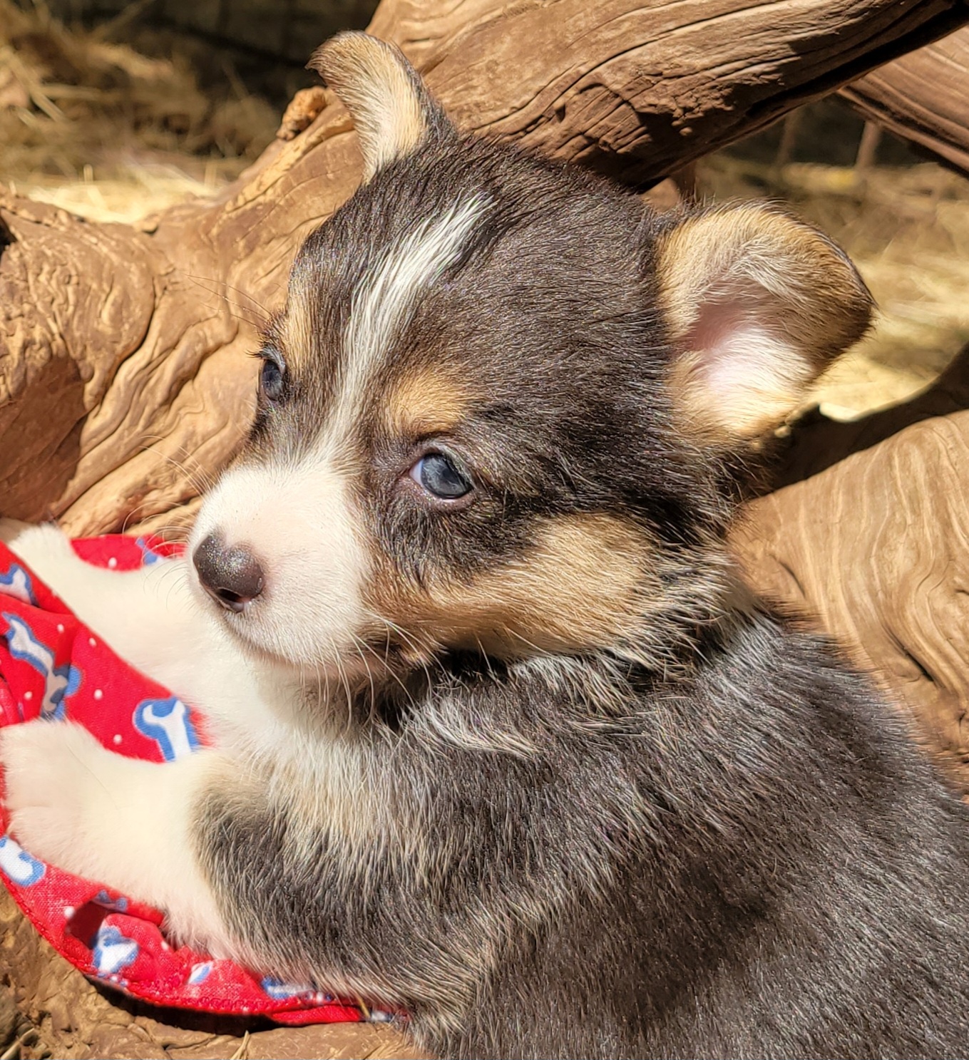 Pembroke Welsh Corgi Puppies from MCS Farms-OK