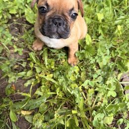 French Bulldog Puppies from Frenchie-Club