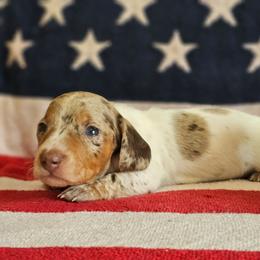 Tucker smooth dapple pie male - Chocolate and tan male Dachshund puppy in Herald, California from Bluegum Dachshunds