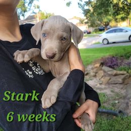 Stark - Gray male Weimaraner puppy in Kingwood, Texas from Desert Rose Weimaraners