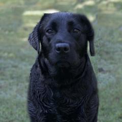 Maddie Rose - Labrador Retriever