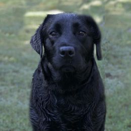 Maddie Rose - Labrador Retriever