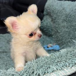 LOVE - Cream female Chihuahua puppy in North Miami, Florida from D’El Prado