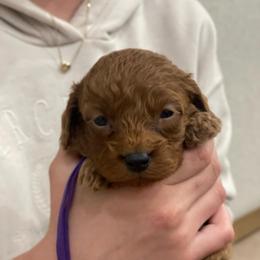 Ginger - Purple Collar - Red female Cavapoo puppy in Ferndale, Washington from Cavakennels.pnw