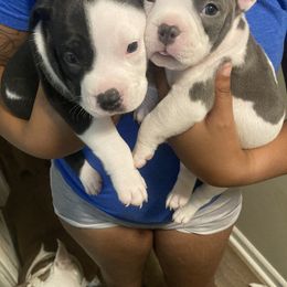 American Bully Puppies from D1.Bullz.And.Thangz