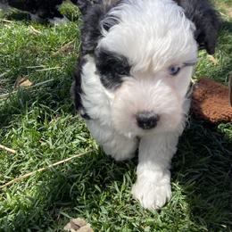 Aussiedoodle and Australian Shepherd Puppies from Sunrise Mountain Aussies