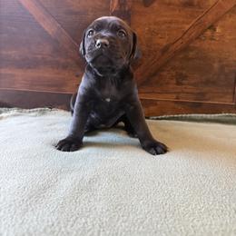Cane Corso Puppies from Cowan Farms