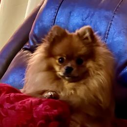 Ginger - Pomeranian