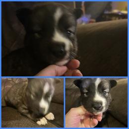 Black or agouti blue collar male - Black male Siberian Husky puppy in Wheeling, West Virginia from Powells Huskies