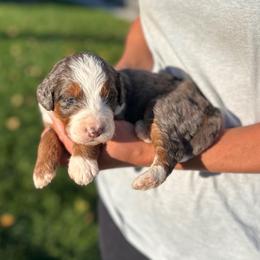 Violet - Blue merle female Bernedoodle puppy in Sugarcreek, Ohio from Cuddly Companion Doodles
