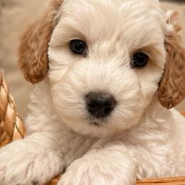 Frankie - Blenheim male Cavapoo puppy in Omaha, Nebraska from Danielle Elhabbal