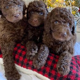 "F2b Chocolate Doodles" Goldendoodle Puppies from What’s Up Doodles