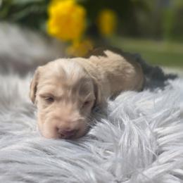 Boris - Cream male Dachshund puppy in Grant, Michigan from Low Down Dashchuand