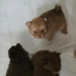 Boy 1 - Beaver male Pomeranian puppy in Maplefalls, Washington from Snow peak poms