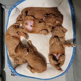 Poodle Puppies from Big Stretch