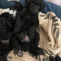 Elliot - Black male Cavapoo puppy in Lexington, Kentucky from Callaway's Cavaliers