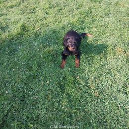 Rottweiler Puppies from G.M. Rottweilers "OHIO"