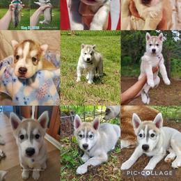 Siberian Husky Puppies from Lunter's Heaven Huskies
