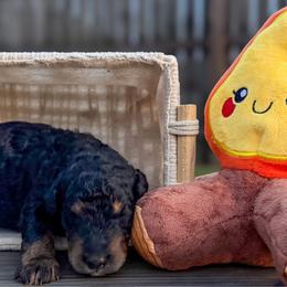 Rocky - Phantom male Bernedoodle puppy in Lake Charles, Louisiana from Journey Doodles