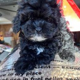 Aussiedoodle, Australian Shepherd, Poodle, Shihpoo, and Shih Tzu Puppies from Rockiń N Kennel