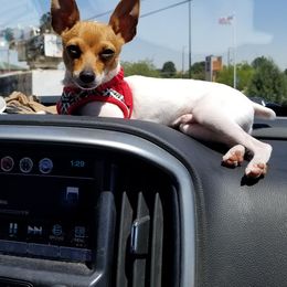 Toy Fox Terrier Puppies from Foxlace Farms Toy Fox Terriers