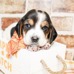 Beau - Black tan and white male Basset Hound puppy in Antlers, Oklahoma from Rocking H