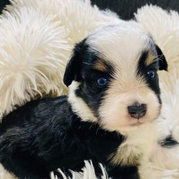 Toy Australian Shepherd All Grown Up from The Ranch of the Sun Toy Aussies