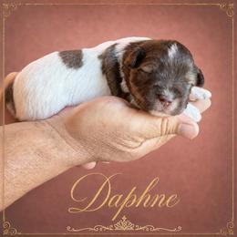Daphne - Parti female Miniature Schnauzer puppy in Pendleton, South Carolina from Lap Happy Schnauzers
