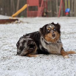 Finley - Miniature Australian Shepherd