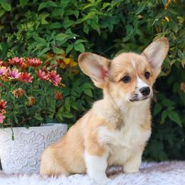 Yellow collar - Red female Pembroke Welsh Corgi puppy in Caliente, California from Rafter Cross 7