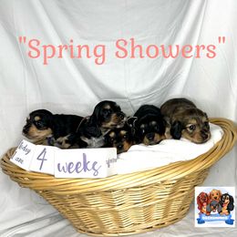 Dachshund Puppies from Shannon Dolly’s Dachshunds